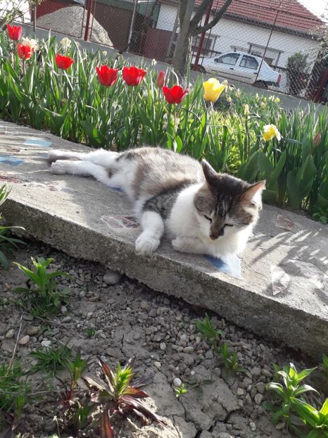  - Blanite care miauna si latra