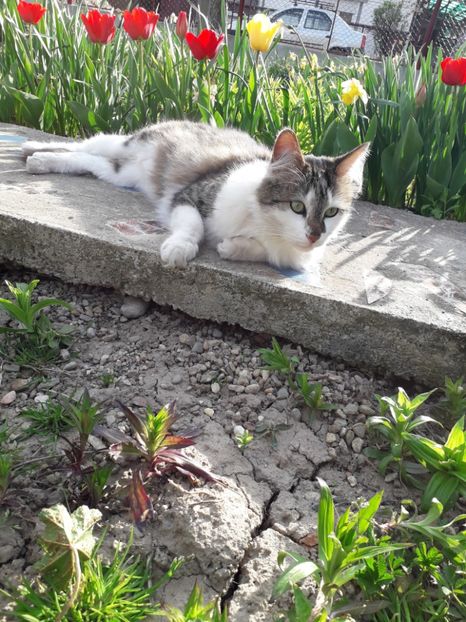  - Blanite care miauna si latra
