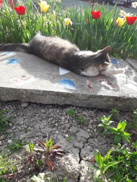 - Blanite care miauna si latra