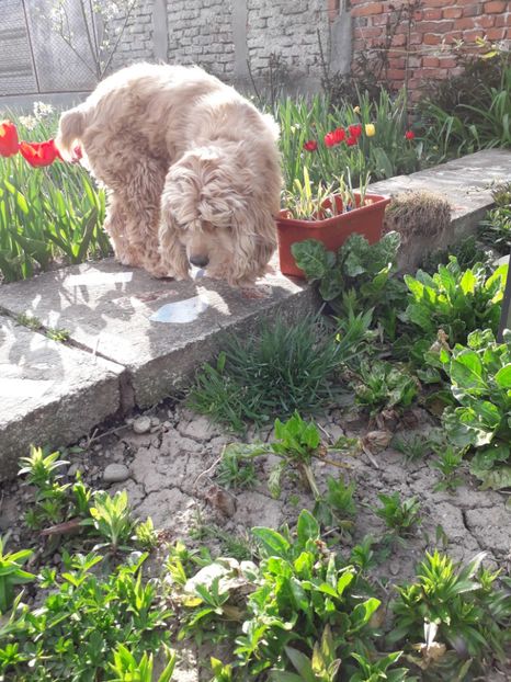  - Blanite care miauna si latra