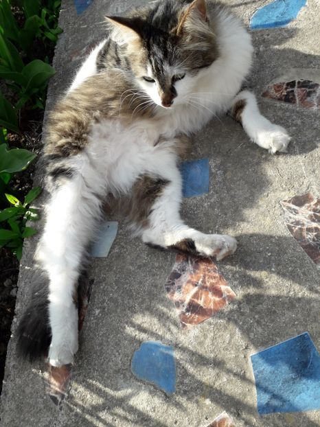  - Blanite care miauna si latra