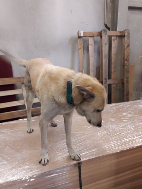  - Blanite care miauna si latra