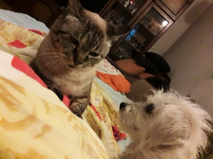  - Blanite care miauna si latra