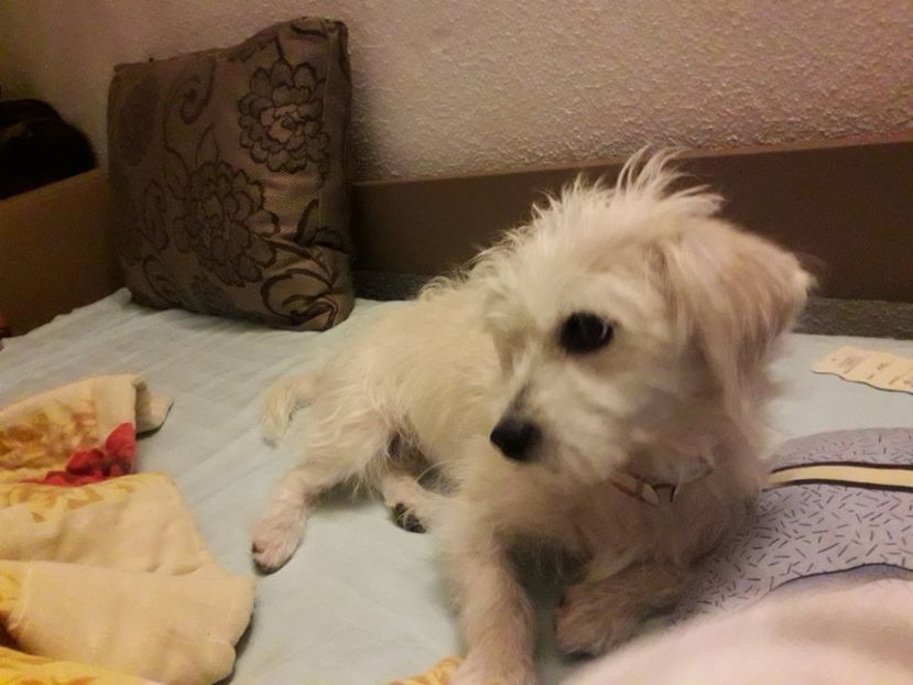  - Blanite care miauna si latra