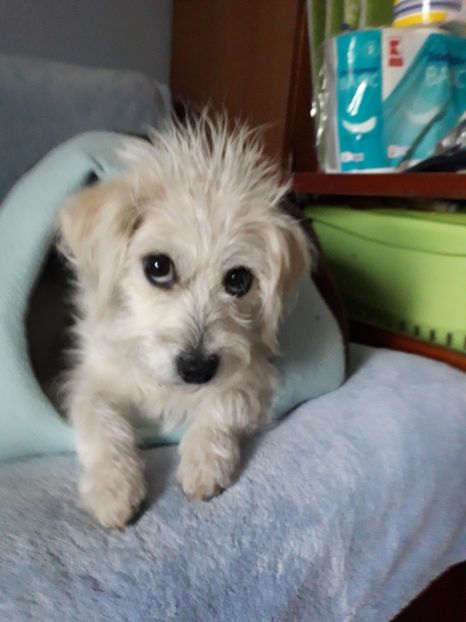  - Blanite care miauna si latra