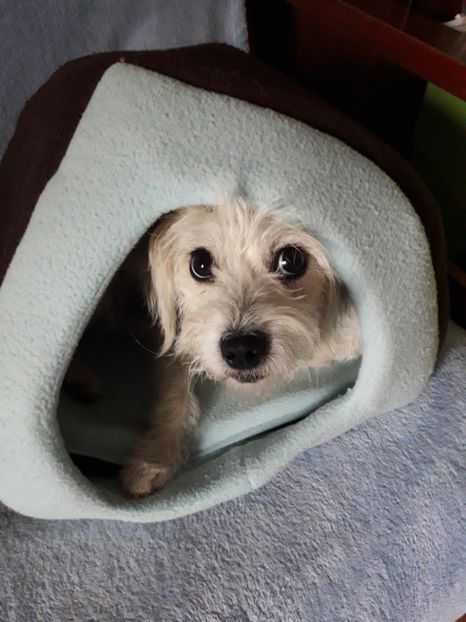  - Blanite care miauna si latra