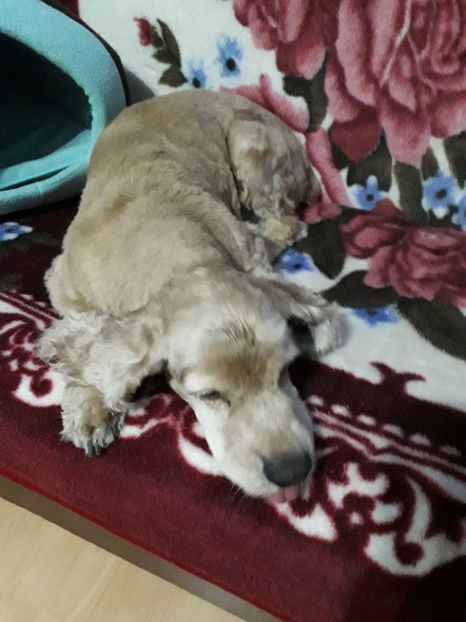  - Blanite care miauna si latra