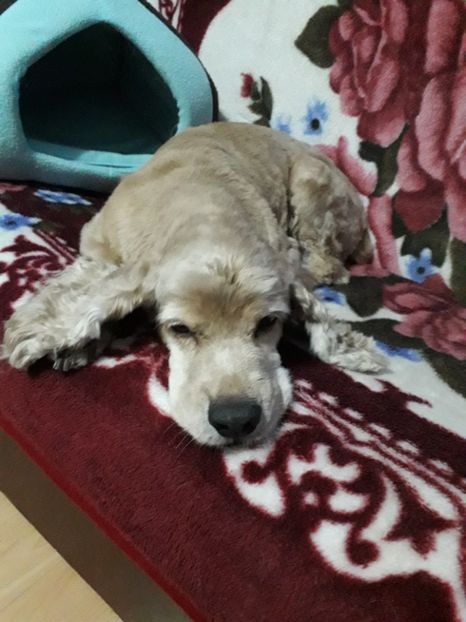  - Blanite care miauna si latra