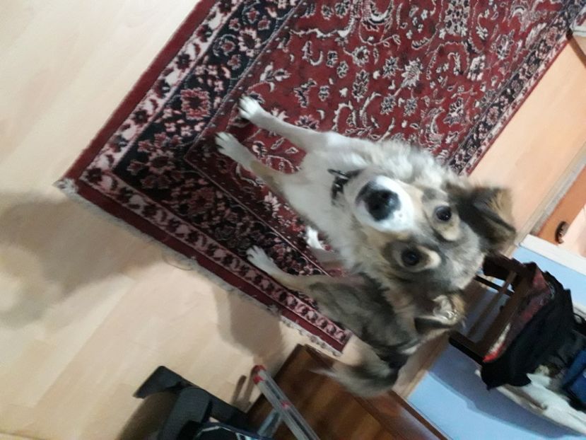  - Blanite care miauna si latra