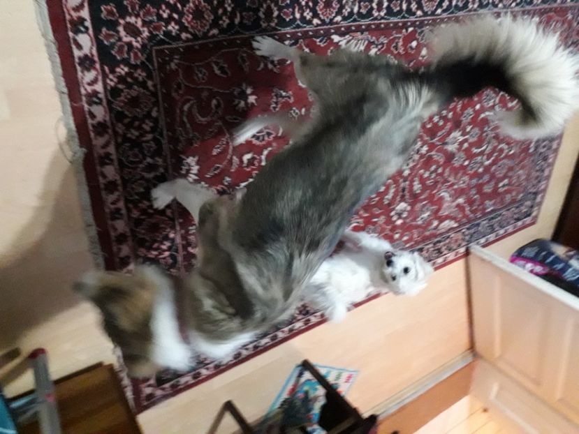  - Blanite care miauna si latra