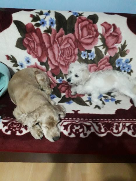  - Blanite care miauna si latra