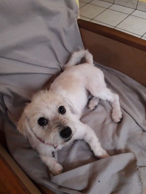  - Blanite care miauna si latra