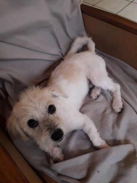  - Blanite care miauna si latra