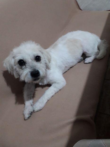  - Blanite care miauna si latra