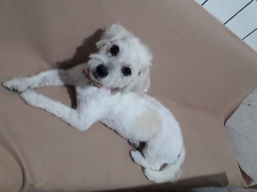  - Blanite care miauna si latra