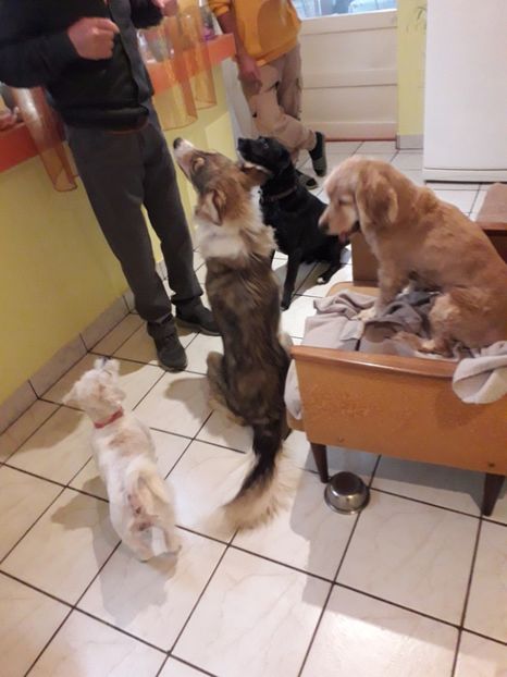  - Blanite care miauna si latra