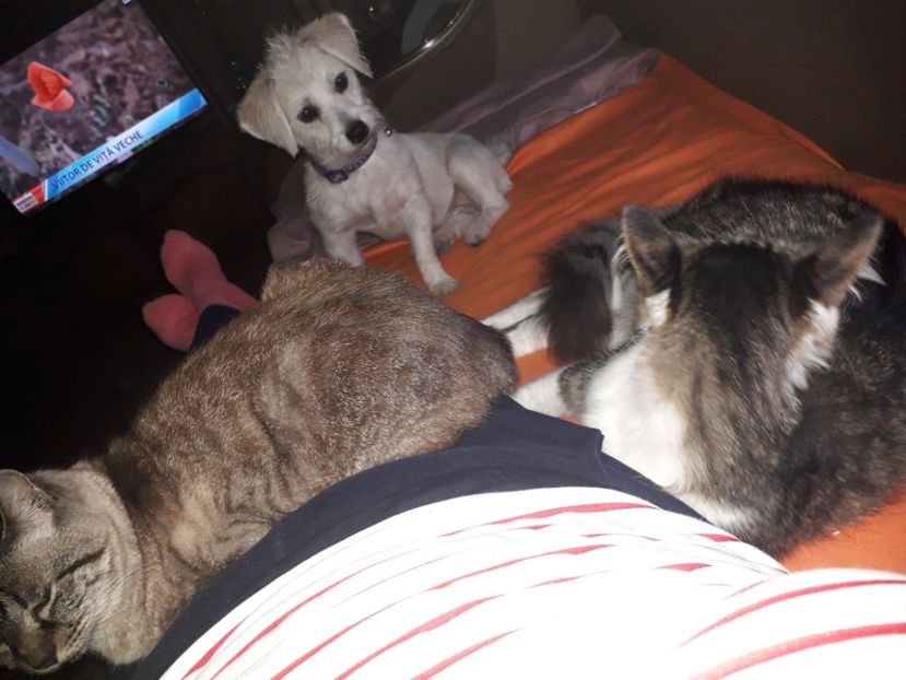  - Blanite care miauna si latra