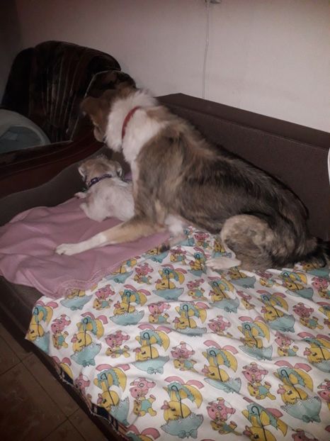  - Blanite care miauna si latra