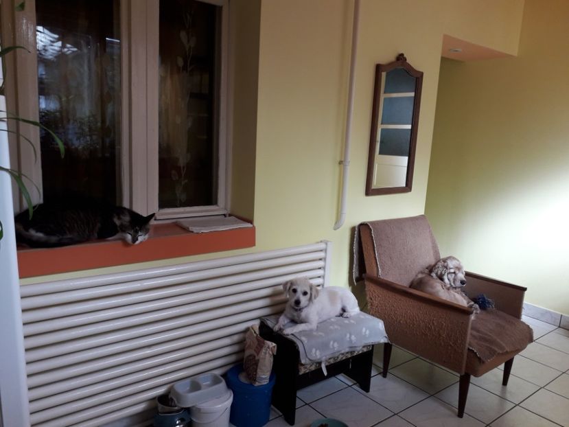  - Blanite care miauna si latra