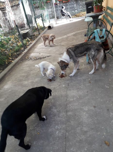  - Blanite care miauna si latra