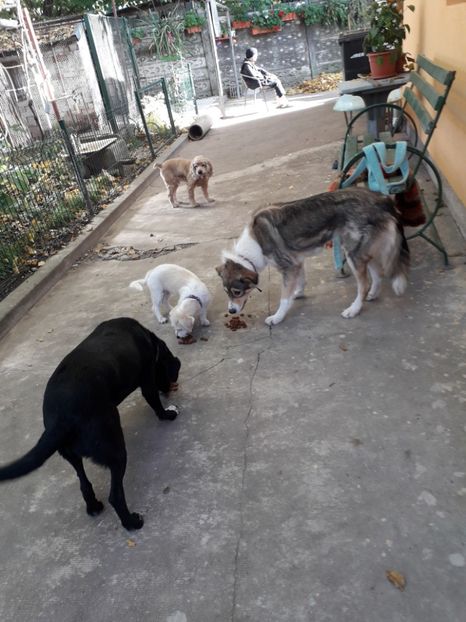  - Blanite care miauna si latra