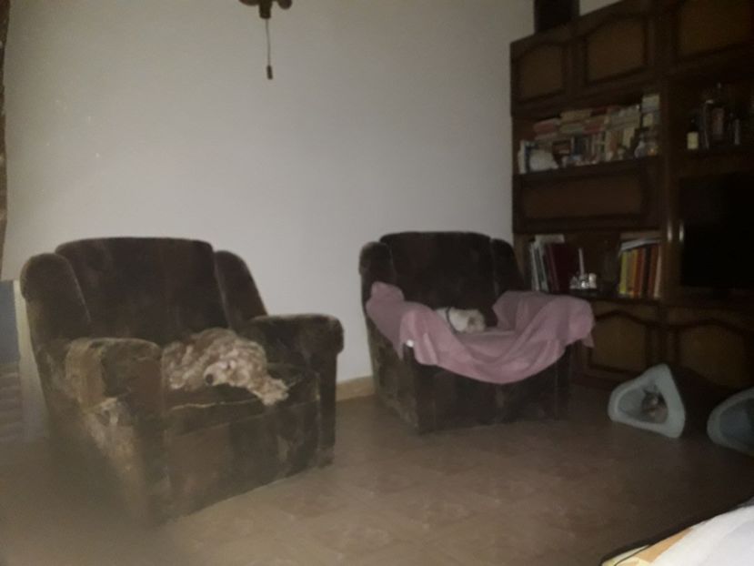  - Blanite care miauna si latra