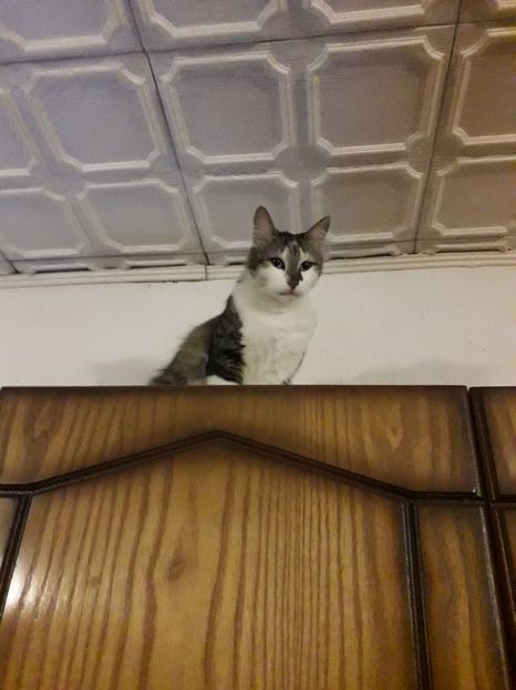  - Blanite care miauna si latra