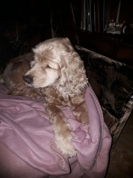  - Blanite care miauna si latra