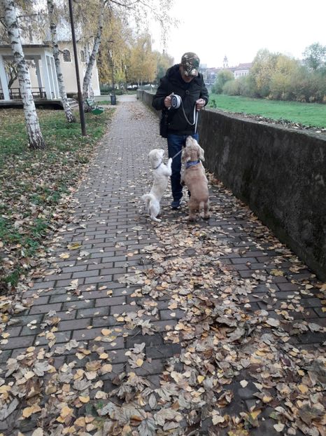  - Blanite care miauna si latra