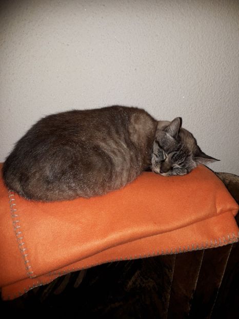  - Blanite care miauna si latra
