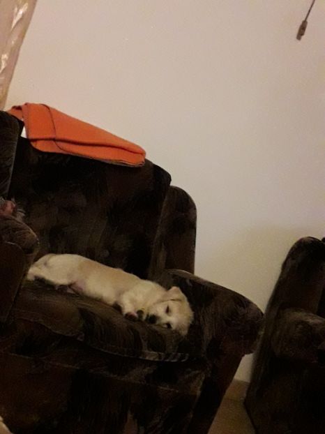 - Blanite care miauna si latra