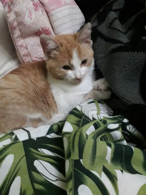  - Blanite care miauna si latra