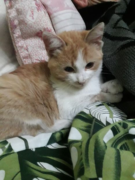  - Blanite care miauna si latra