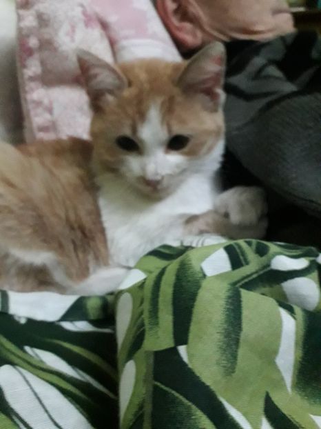  - Blanite care miauna si latra