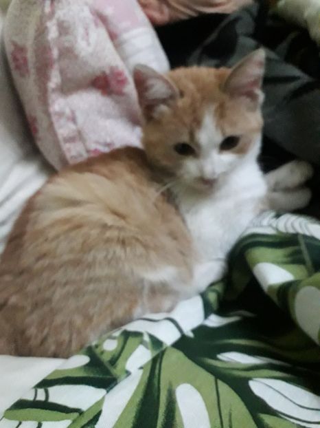  - Blanite care miauna si latra