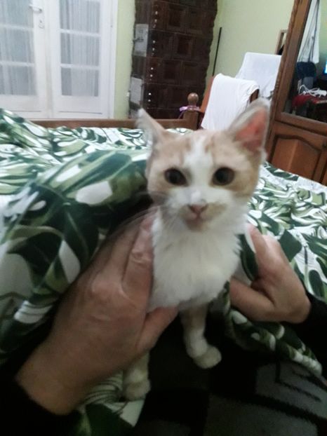  - Blanite care miauna si latra