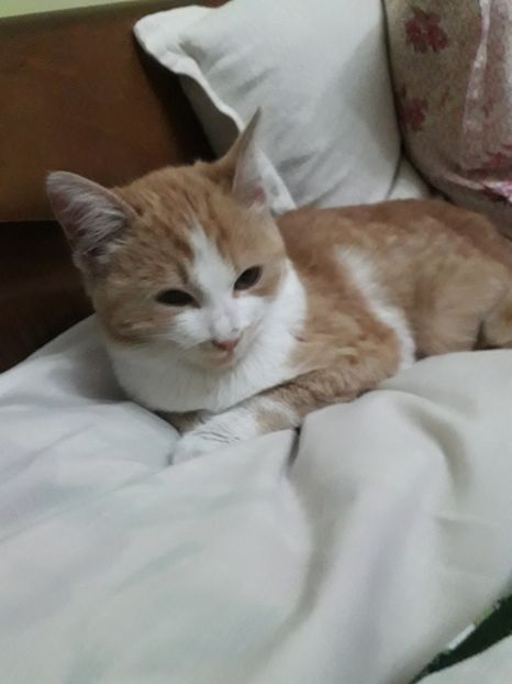  - Blanite care miauna si latra