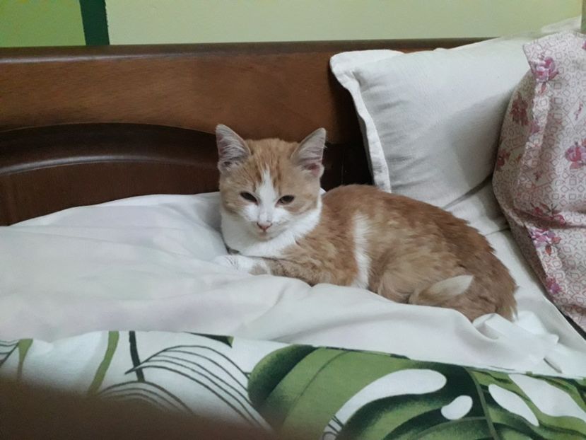  - Blanite care miauna si latra