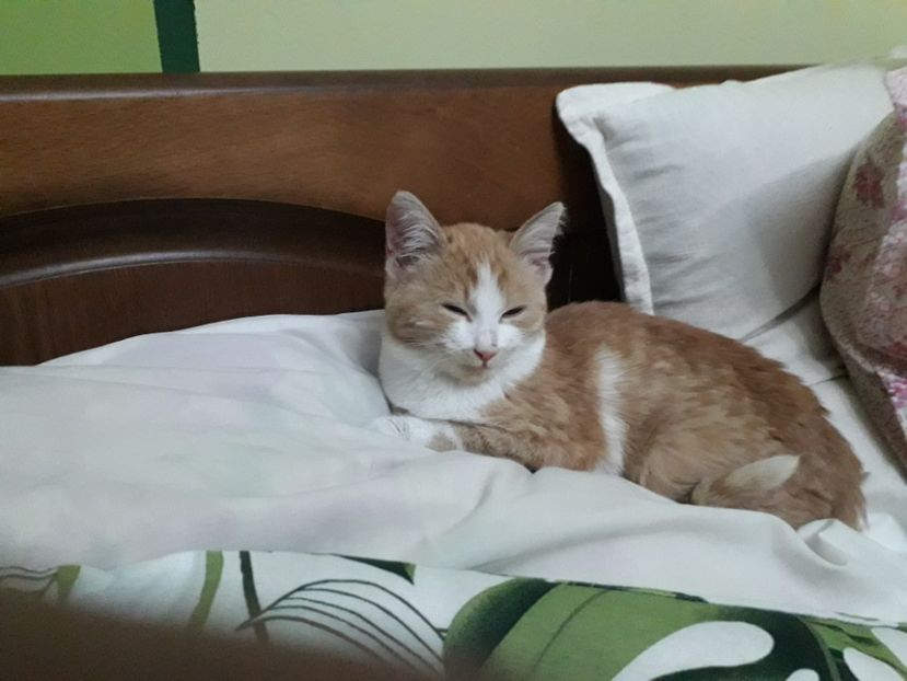  - Blanite care miauna si latra