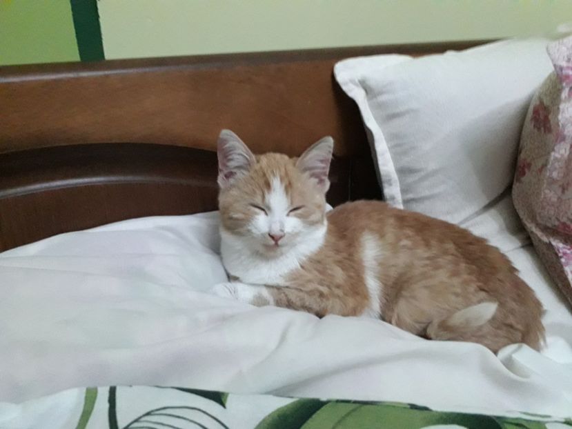  - Blanite care miauna si latra