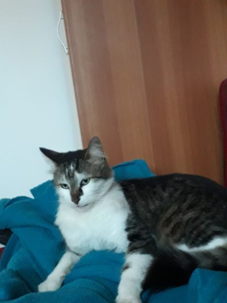  - Blanite care miauna si latra