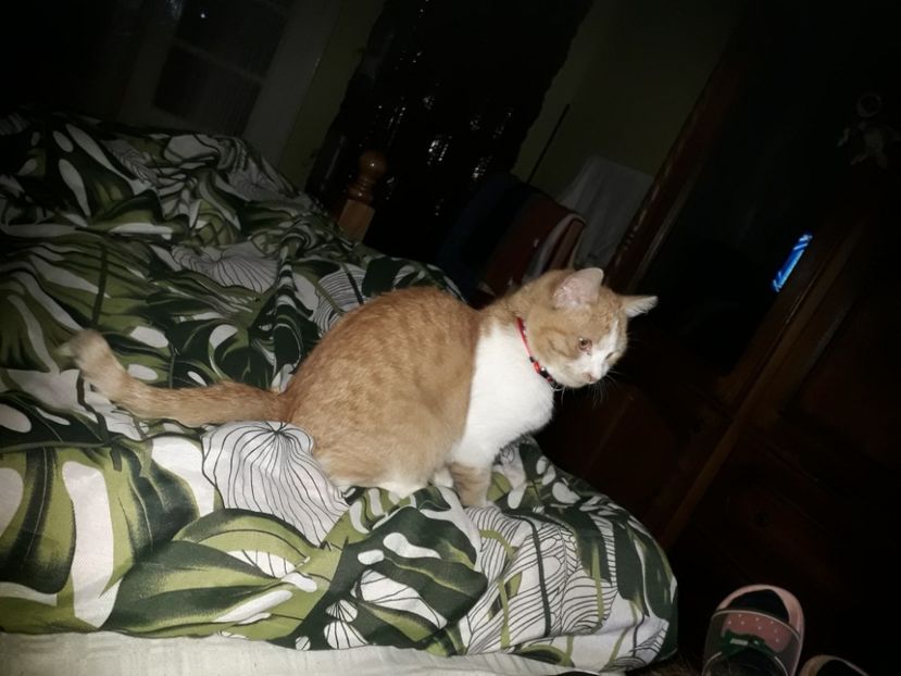  - Blanite care miauna si latra