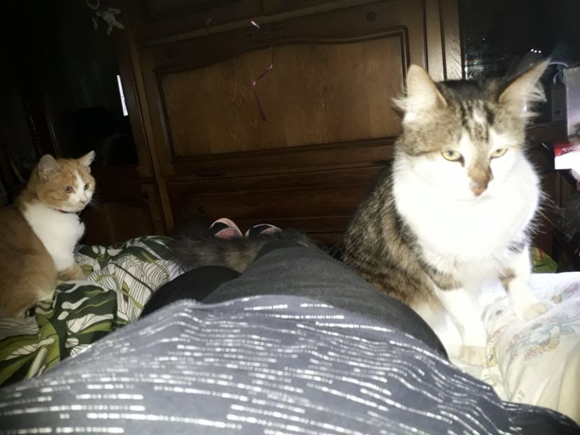  - Blanite care miauna si latra