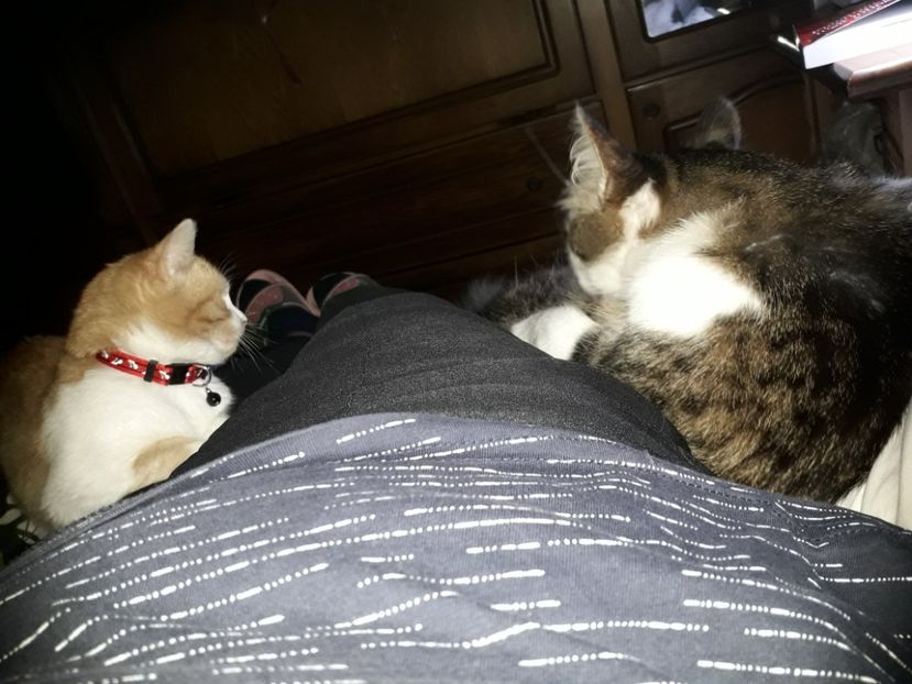  - Blanite care miauna si latra
