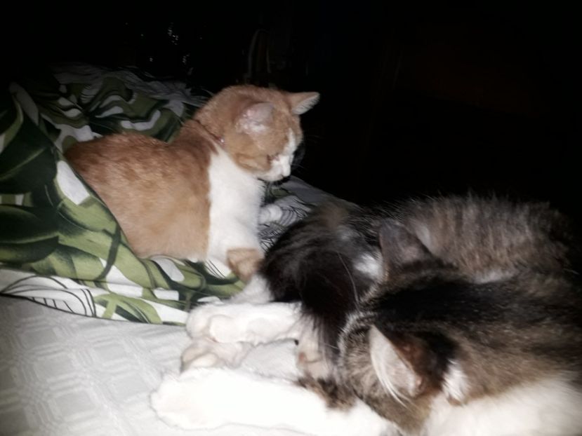  - Blanite care miauna si latra