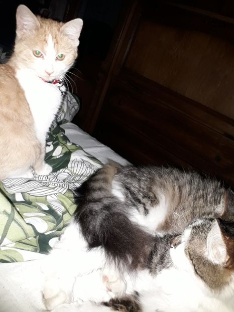  - Blanite care miauna si latra