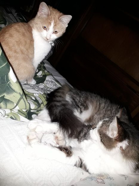  - Blanite care miauna si latra