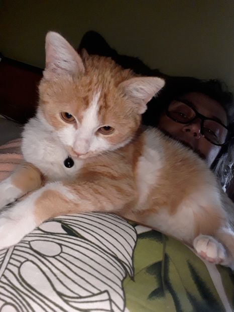  - Blanite care miauna si latra