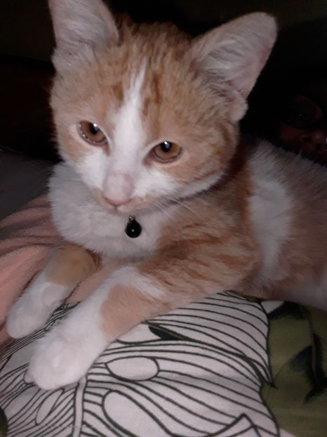  - Blanite care miauna si latra