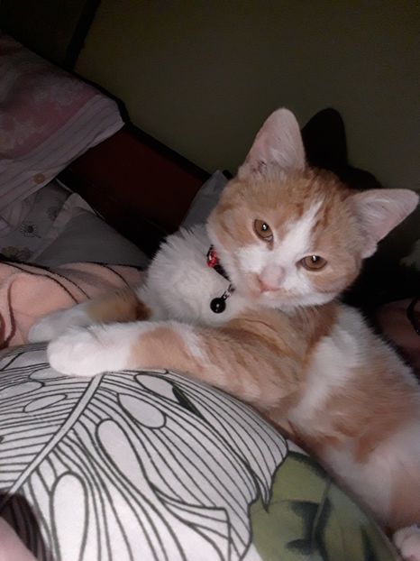  - Blanite care miauna si latra